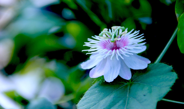 百香果花