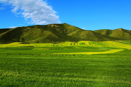 祁連山草原風光