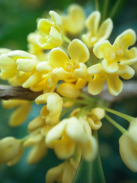 银桂桂花特写微距