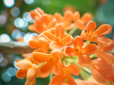 桂花微距特写金桂丹桂