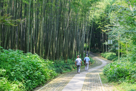 竹林小径