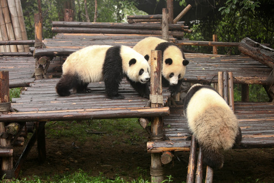 国宝熊猫 大熊猫