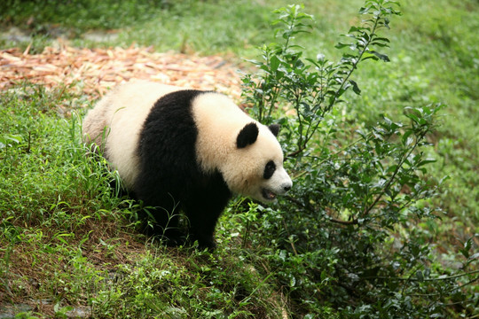 大熊猫 国宝熊猫