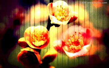 陽(yáng)光花卉 裝飾畫(huà) 合層