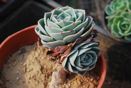 玉蝶多肉植物