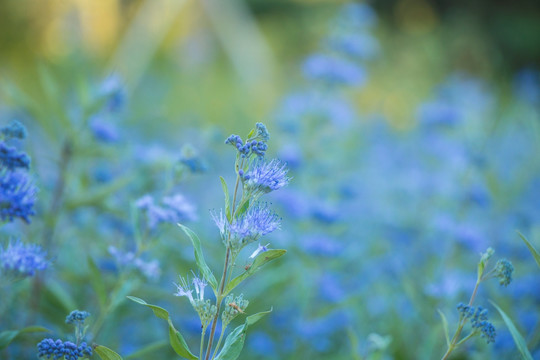 薰衣草花丛