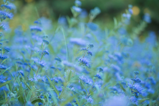 薰衣草花丛