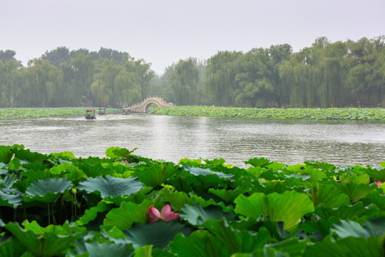 北京圆明园荷花