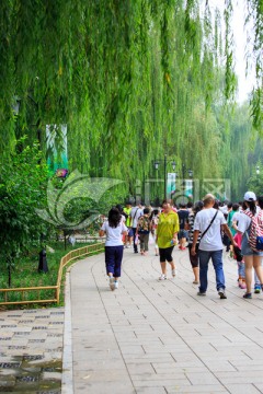圓明園綺春園柳樹