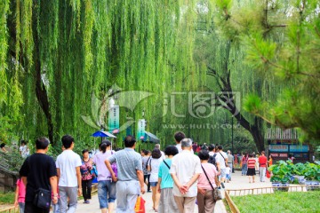 圓明園綺春園柳樹