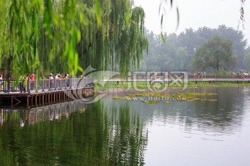 圓明園鳳麟洲九曲橋