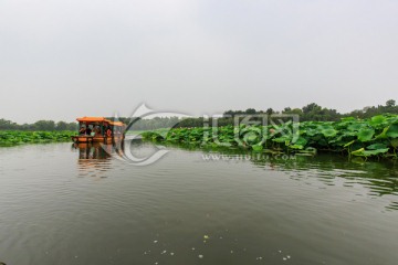 圓明園湖水荷花游船
