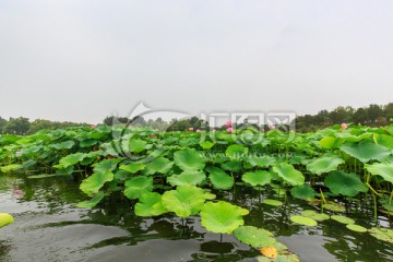 圆明园湖水荷花