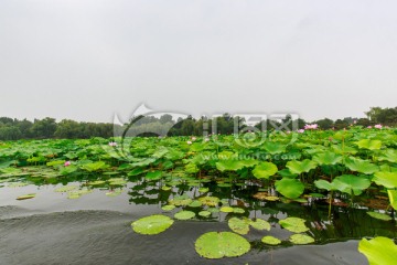 圓明園湖水荷葉