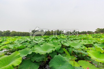 圓明園湖水荷葉