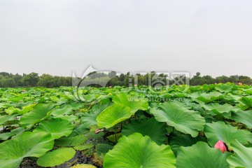 圓明園湖水荷葉