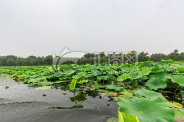 圆明园湖水荷花