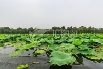 圆明园湖水荷花