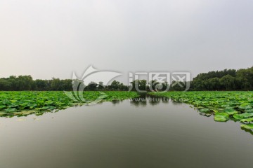 圆明园湖水荷花小桥