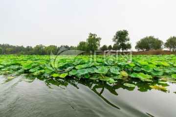 圆明园湖水荷花