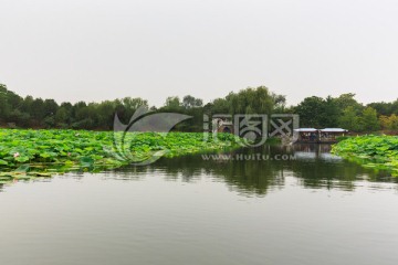 圆明园荷花拱桥