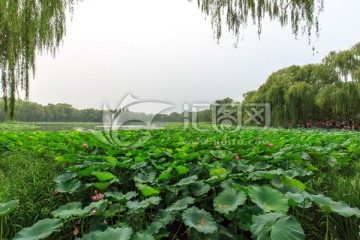 北京圆明园荷花