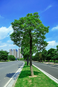 马路绿化树