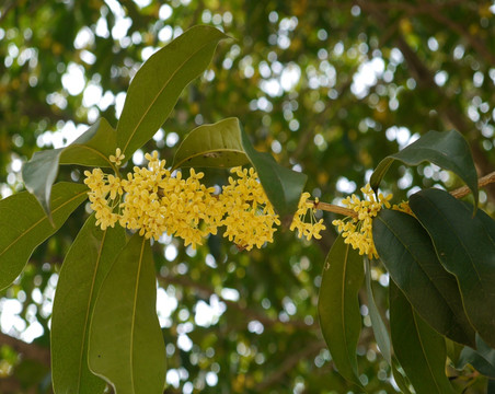 桂花