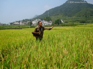 稻田施肥播种