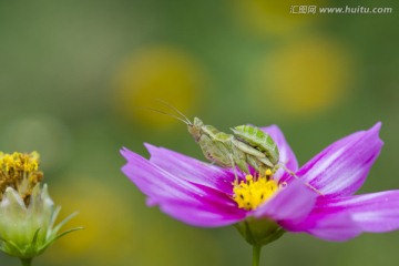 花朵上的小螳螂