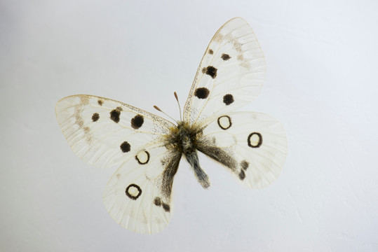 蝴蝶标本 阿波罗绢蝶