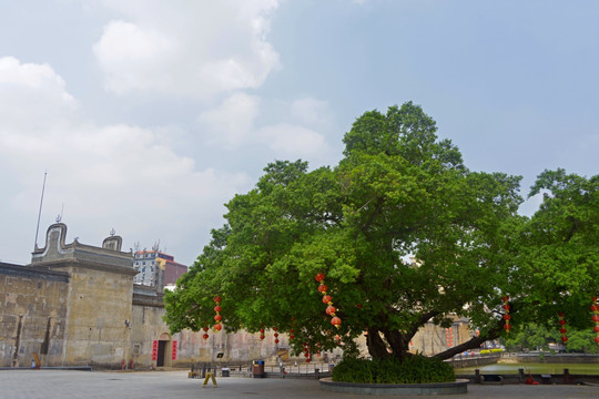 深圳鹤湖新居禾坪大榕树TIF图