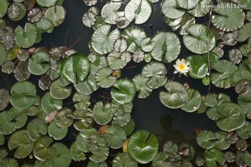 水生植物 莲叶