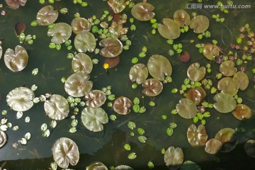 莲池