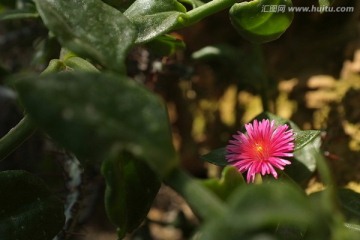 粉色花朵