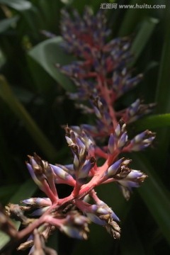 热带植物花朵