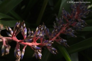 热带植物花朵