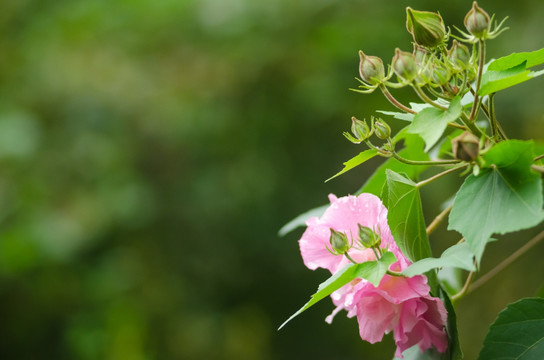 芙蓉花