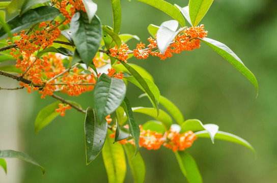 桂花