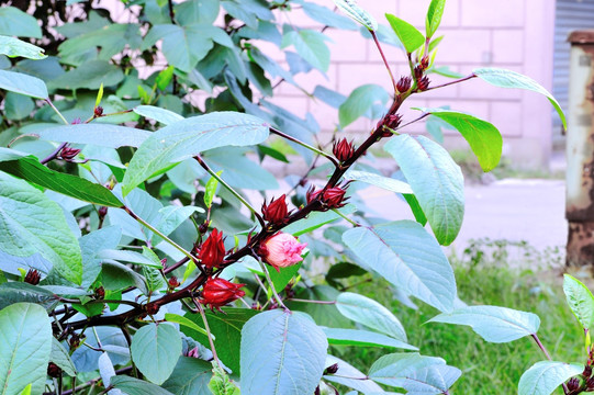 玫瑰茄花枝