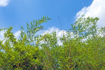 竹子 天空白云