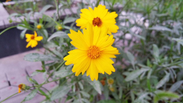 花园里黄色的花朵