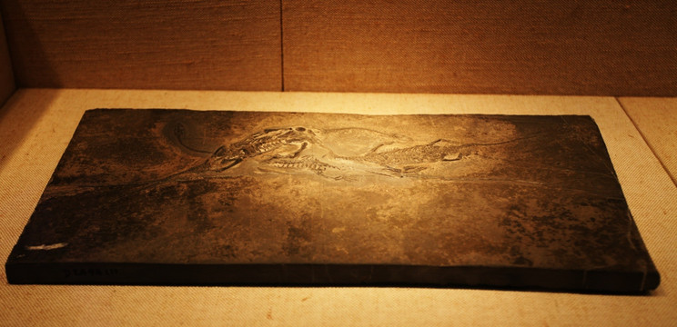 恐龙化石 博物馆 广州 文物