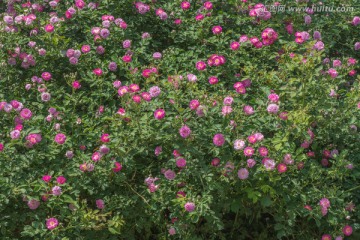 刺梅花