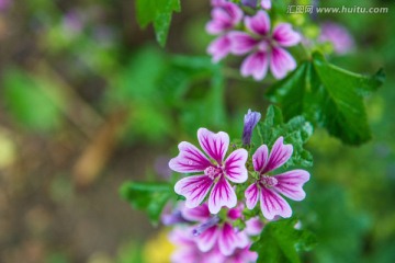 红色野花特写