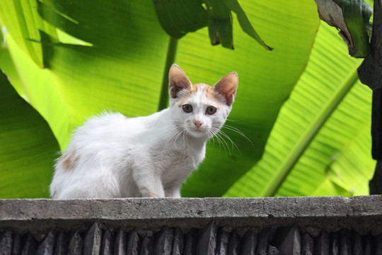 芭蕉叶下的猫咪