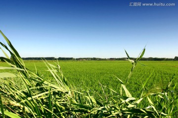 水稻 稻田