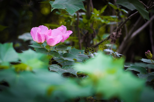 芙蓉花