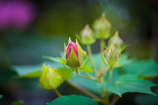 含苞待放 芙蓉花