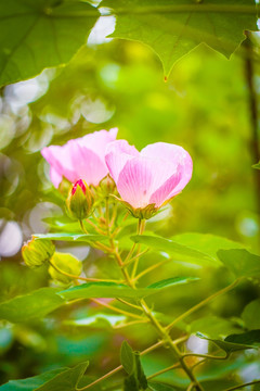 芙蓉花